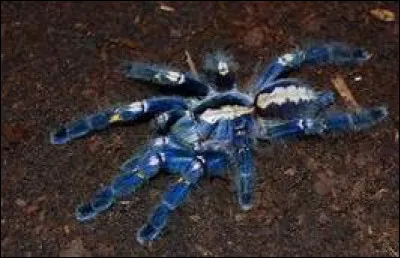 Quel est le nom scientifique de la mygale indienne ?