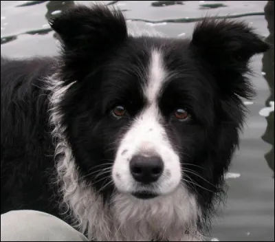 Quelle est la race de ce chien ?