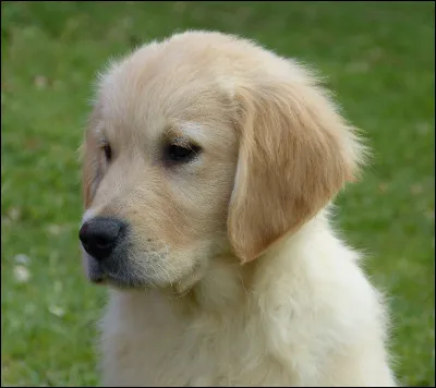 Quelle est la race de ce chien ?