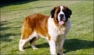 Quelle est la race de ce chien ?