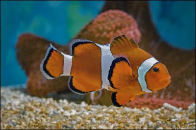 Avril 2020 - Le 1er avril, ce sera le jour des poissons d'avril. On fêtera également la saint ...