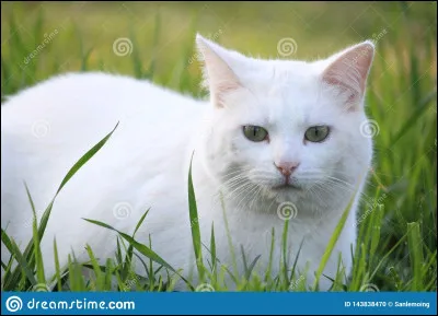 La plupart des chats blancs sont sourds.