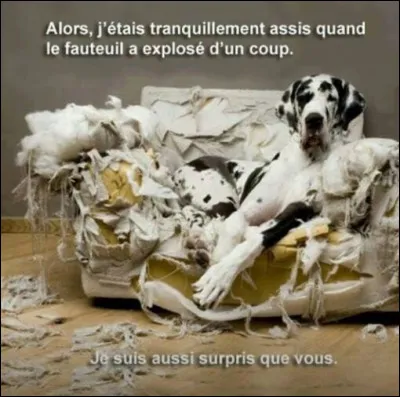 Quel aliment ne devez-vous pas donner à votre chien ?