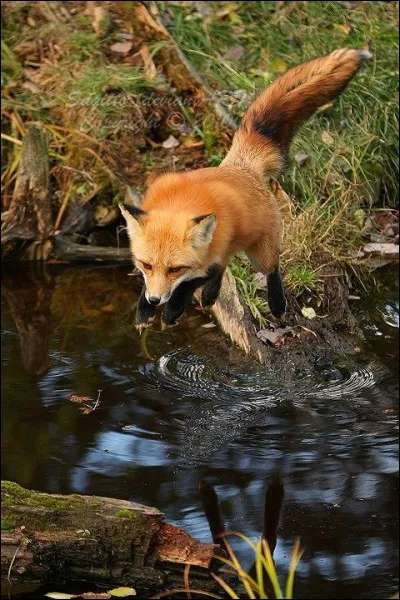 Comment se nomment les crottes du renard ?