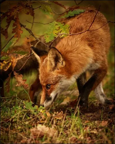 Le renard permet de limiter les dégâts des rongeurs qu'il consomme par milliers chaque année :