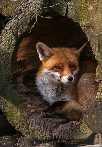 Comment est classé le renard en France ?