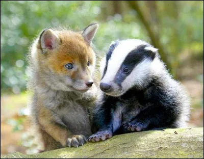 Lors de la mise bas, et tant que les renardeaux sont bébés, le renard a-t-il son habitat individuel, ou peut-il le partager avec un blaireau ?