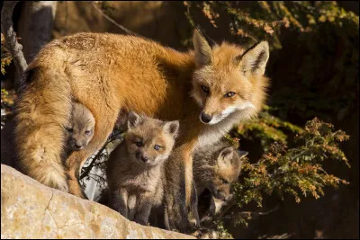 En dehors de la période où les renardeaux sont petits ce qui réunit toute la famille dans le terrier, comment s'organise leur vie et leur habitat ?