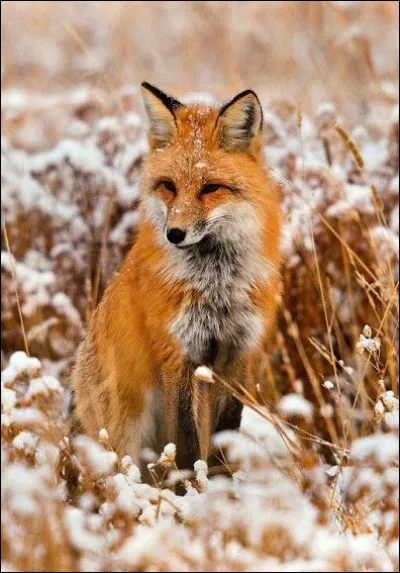 Comment s'exprime-t-il ?