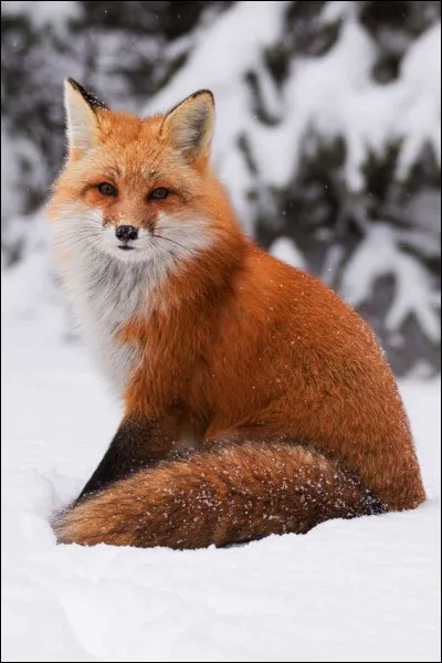 Laquelle de ces propositions ne correspond pas à l'habitat du renard ?