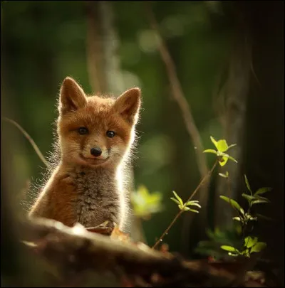 Est-il un bon grimpeur ?