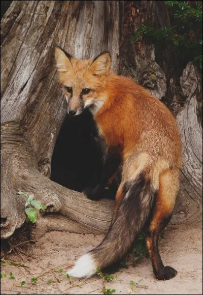 Est-il un bon coureur ?