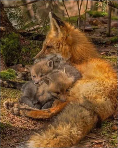 À quelle période naissent les petits ?