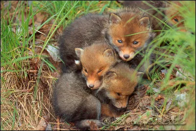 En règle générale qui s'occupe des renardeaux ?