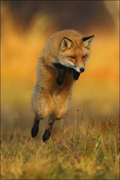 Qu'est-ce que le mulotage, chez le renard ?