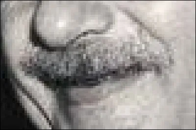 A qui appartient cette moustache ?