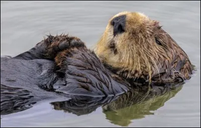 Les loutres se tiennent la patte en dormant pour éviter de s'éloigner.