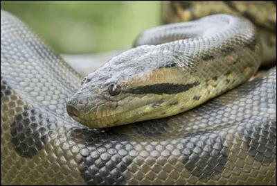 Le grand anaconda n'est pas assez puissant pour étouffer des caïmans.