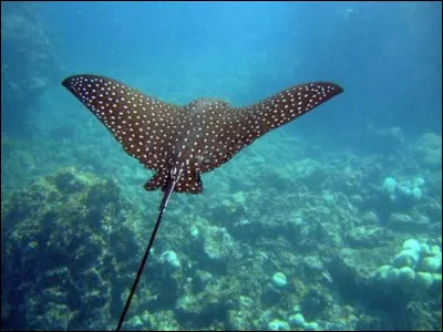 La raie torpille peut produire une tension électrique de...