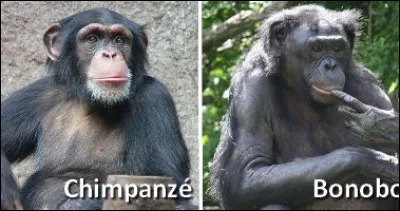 Les chimpanzés et les bonobos sont parfois carnivores.