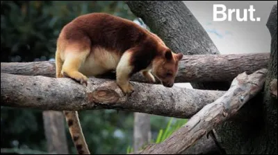 Certains kangourous vivent dans les arbres.