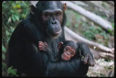 Le chimpanzé a plus de poils que les humains.