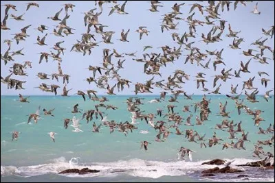 Quel animal migre le plus au monde ?