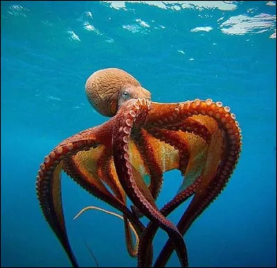 La pieuvre a combien de curs ?