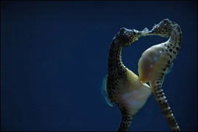Chez les hippocampes, c'est le mâle qui porte et accouche les petits.