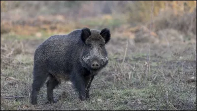 Dans quel pays ne trouve-t-on plus de sangliers ?