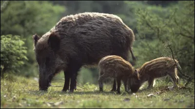 Jusqu'à quel âge les jeunes sangliers restent-ils dans le groupe familial ?