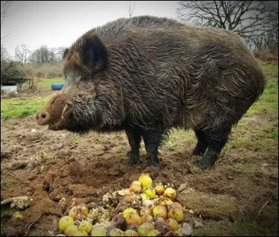 Pourquoi le sanglier est-il mal considéré ?