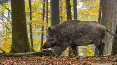 Quel est le poids approximatif d'un mâle ?