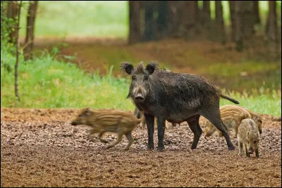 Qu'est ce qu'une laie ragote ?