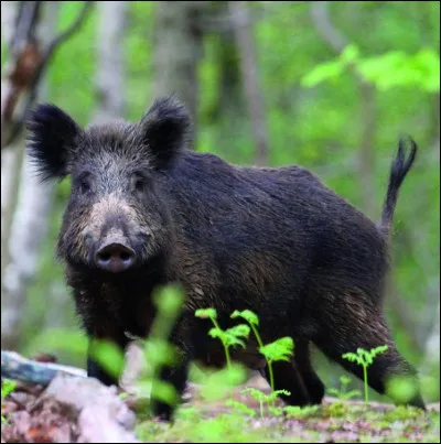 Comment se nomme le mâle adulte ?