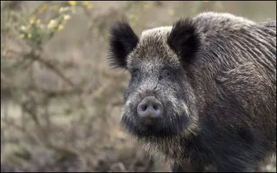 À quel âge le sanglier prend-il le titre de "Grand vieux sanglier" ?