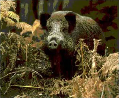 Jusqu'à quel âge vit un sanglier ?