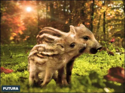 Comment s'appellent ses petits ?