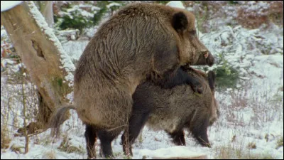 Quand a lieu l'activité la plus importante du rut ?