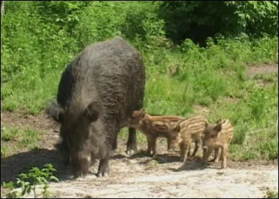 À partir de quel âge les bébés sont-ils capables de suivre leur mère ?