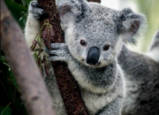 Quiz Quiz cibl sur le koala