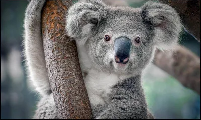 Le koala a-t-il une bonne vue ?