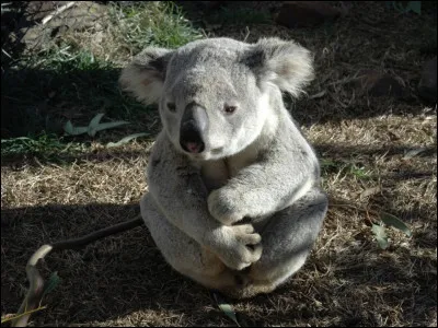 Combien d'heures et quand dort le koala ?