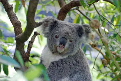 Pourquoi est-il souvent interdit de prendre un koala dans ses bras ?