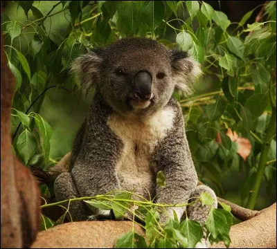 Que mange le koala ?