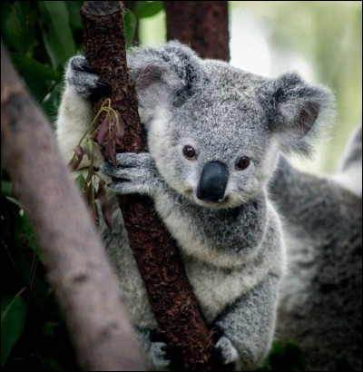 Où vit le koala ?