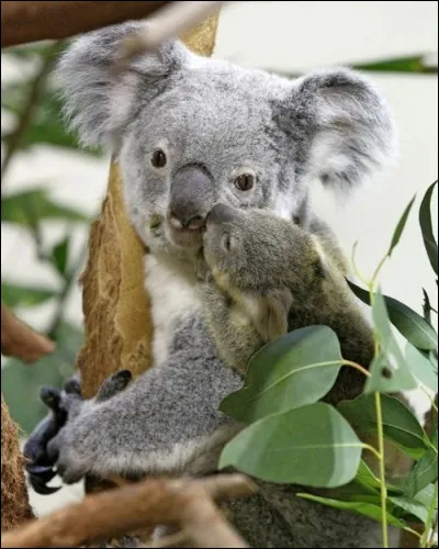 À quelle famille appartient le koala ?