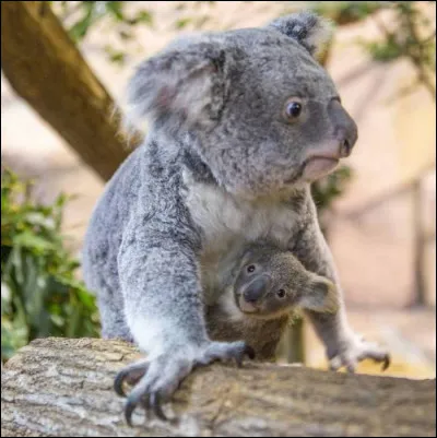 Le koala est un animal :