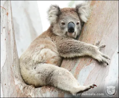 Quel est le poids maximum d'un koala ?
