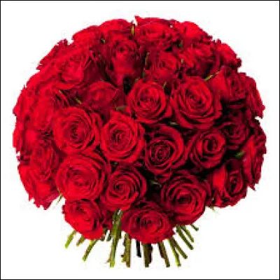 Tes fleurs préférées sont :